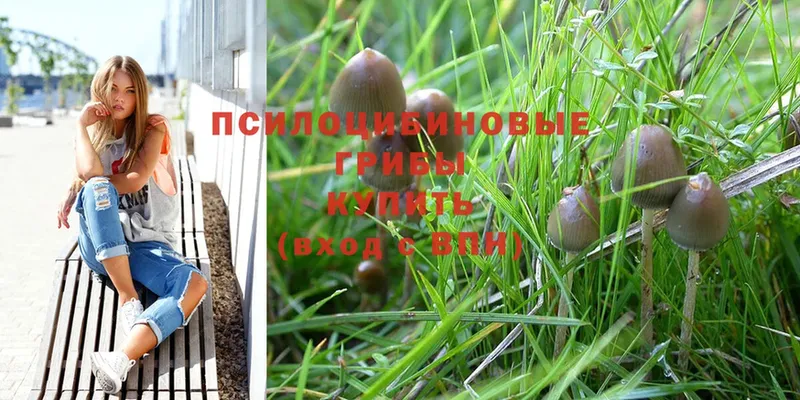 Псилоцибиновые грибы Magic Shrooms  OMG как войти  Нерчинск 